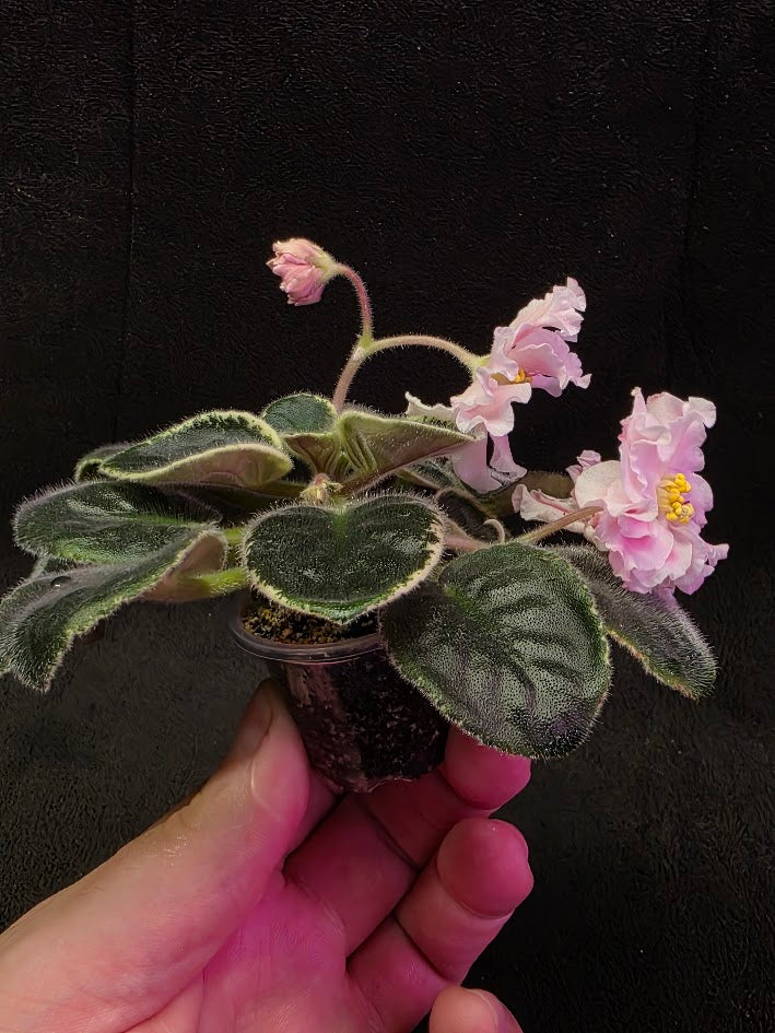 African Violet CM Rozivaya Akvarel Pink Watercolor #04
