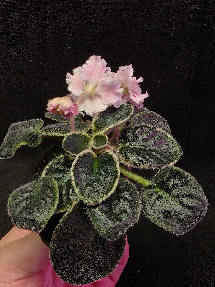 African Violet CM Rozivaya Akvarel Pink Watercolor #04