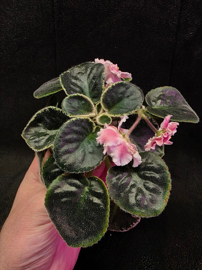 African Violet CM Rozivaya Akvarel Pink Watercolor #05