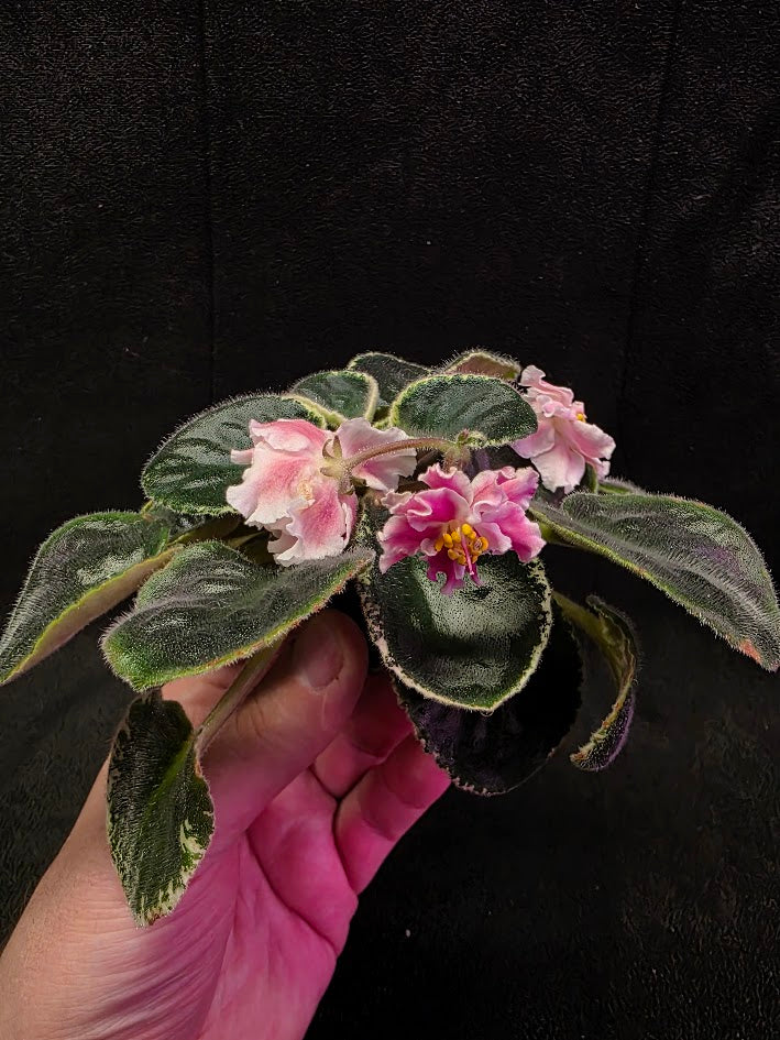 African Violet CM Rozivaya Akvarel Pink Watercolor #05