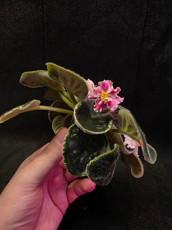 African Violet CM Rozivaya Akvarel Pink Watercolor #05