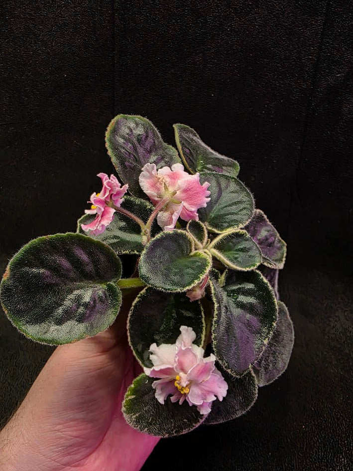 African Violet CM Rozivaya Akvarel Pink Watercolor #05