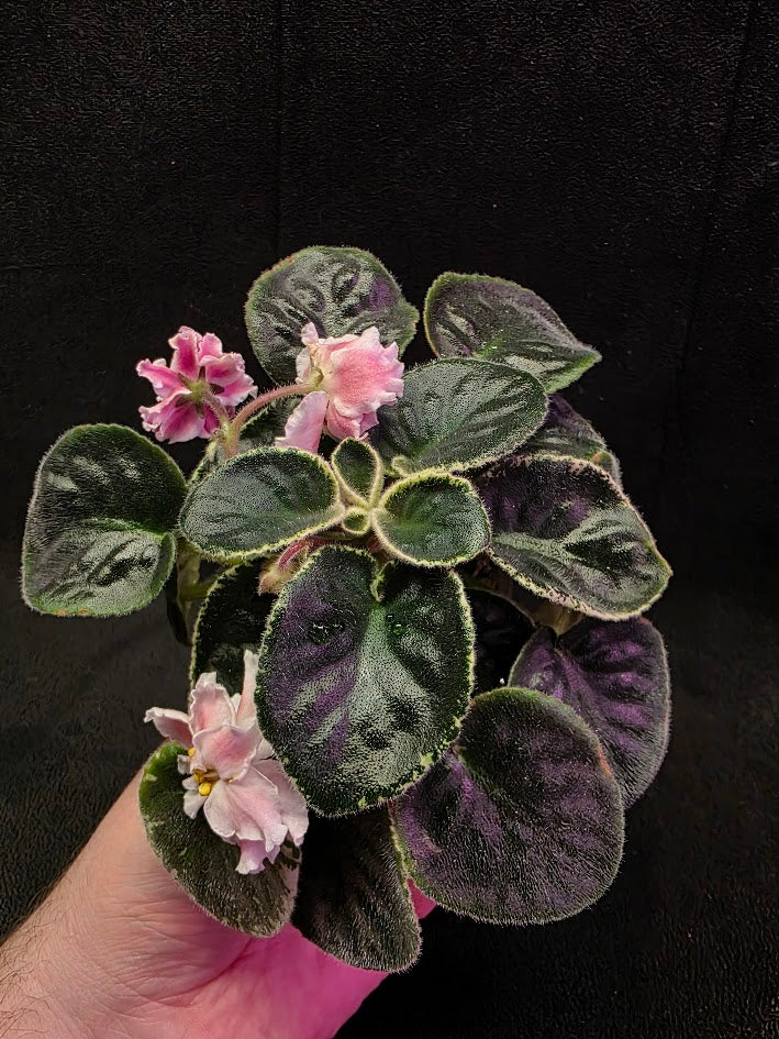 African Violet CM Rozivaya Akvarel Pink Watercolor #05