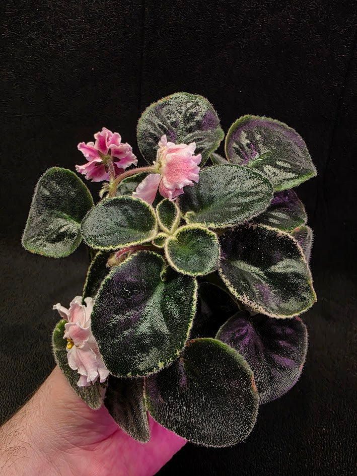 African Violet CM Rozivaya Akvarel Pink Watercolor #05