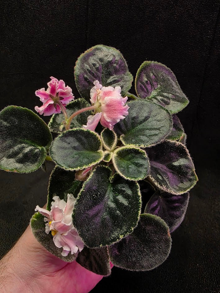 African Violet CM Rozivaya Akvarel Pink Watercolor #05