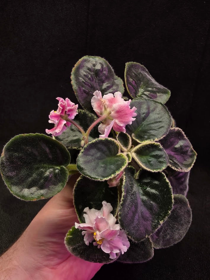 African Violet CM Rozivaya Akvarel Pink Watercolor #05