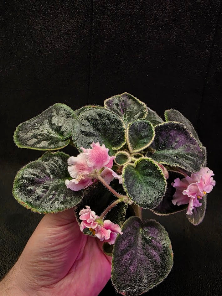 African Violet CM Rozivaya Akvarel Pink Watercolor #05