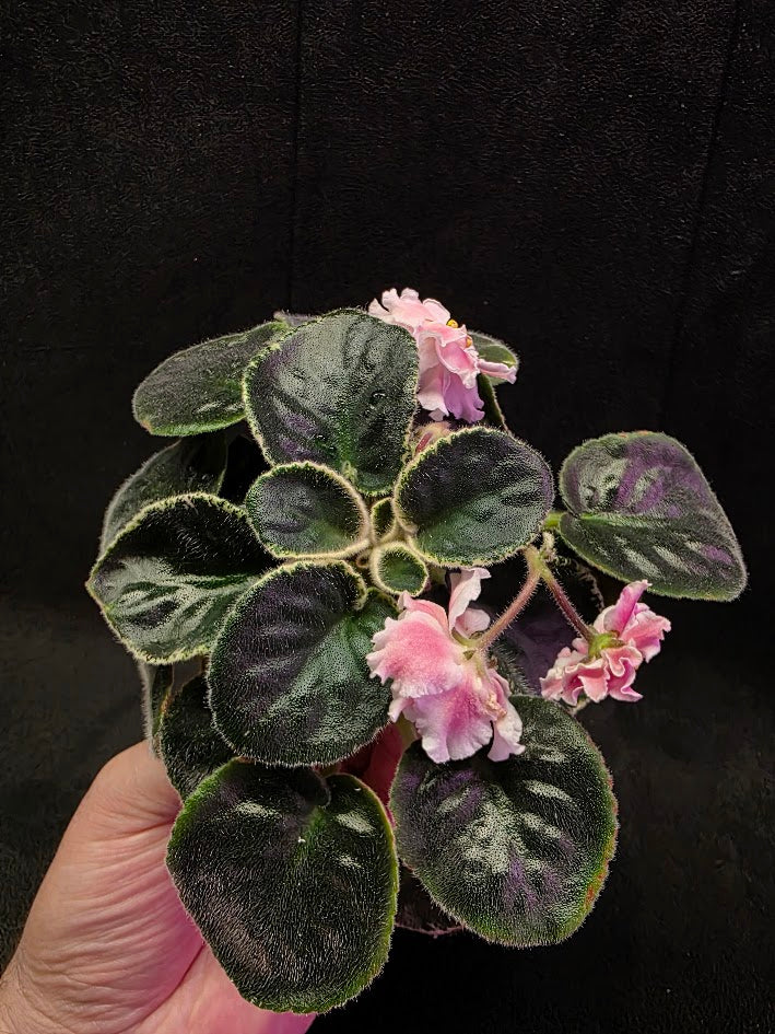 African Violet CM Rozivaya Akvarel Pink Watercolor #05