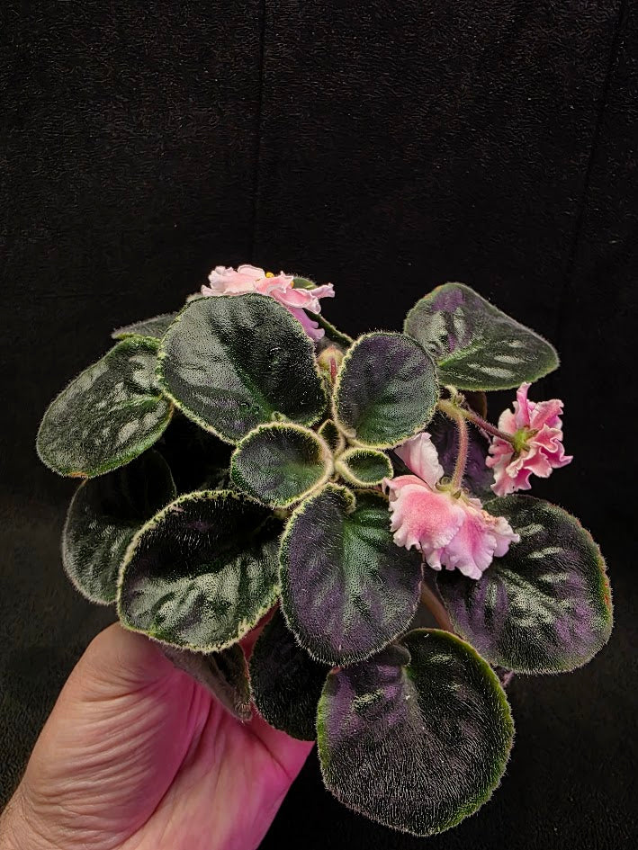 African Violet CM Rozivaya Akvarel Pink Watercolor #05