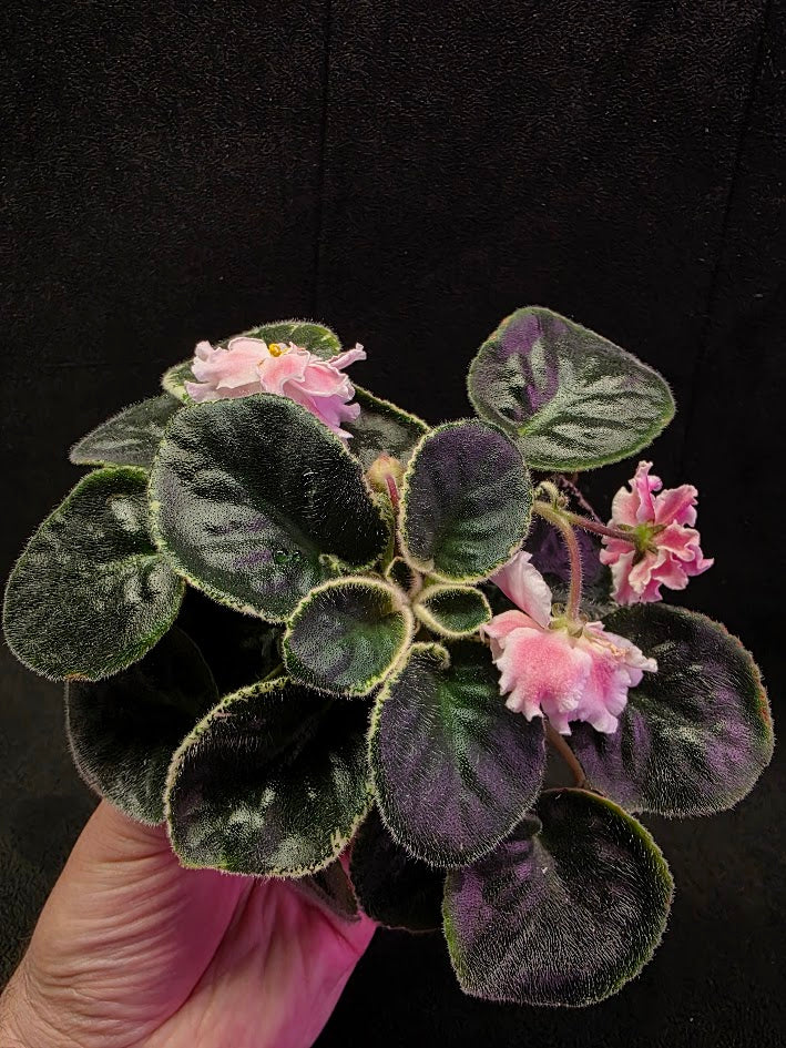 African Violet CM Rozivaya Akvarel Pink Watercolor #05