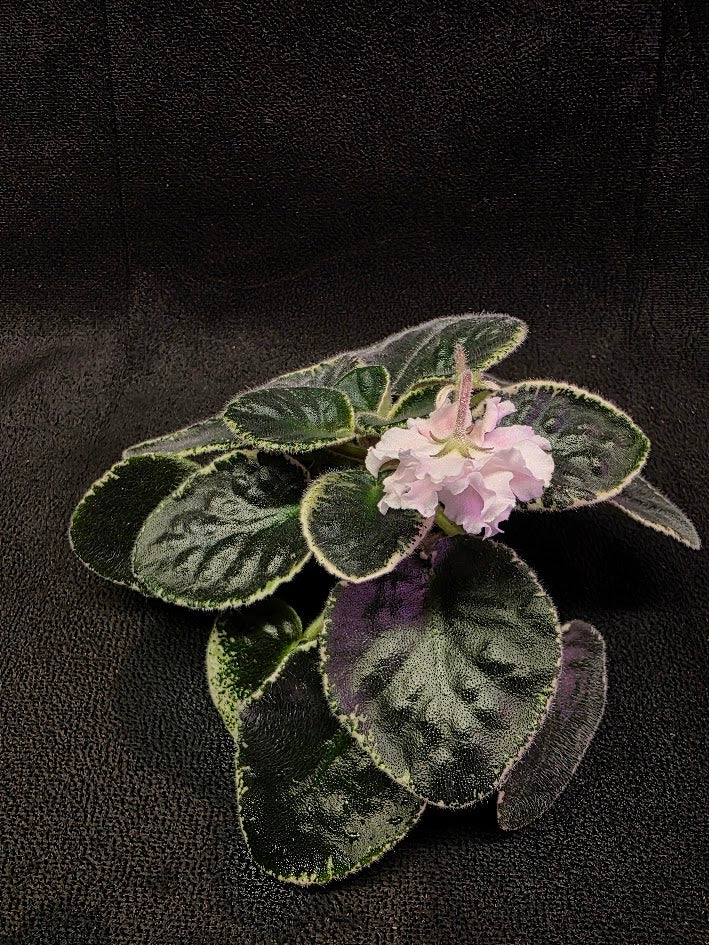African Violet CM Rozivaya Akvarel Pink Watercolor #07