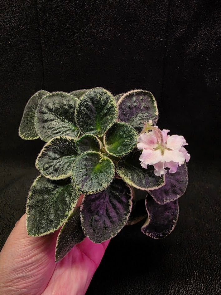African Violet CM Rozivaya Akvarel Pink Watercolor #07