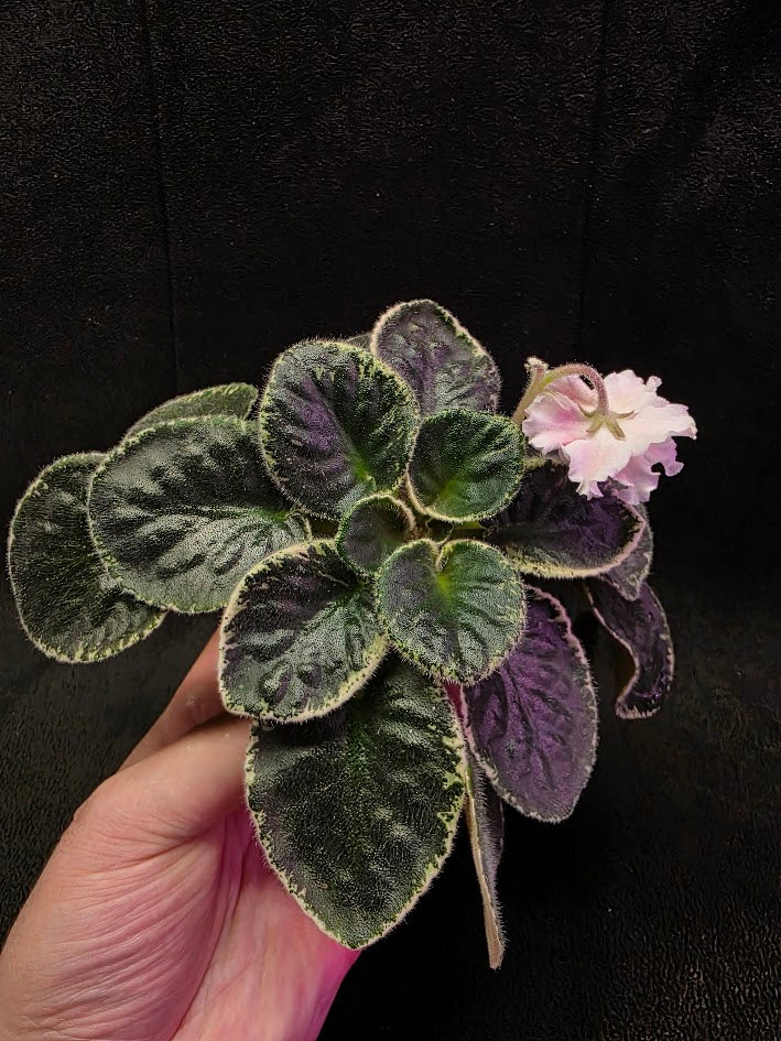 African Violet CM Rozivaya Akvarel Pink Watercolor #07