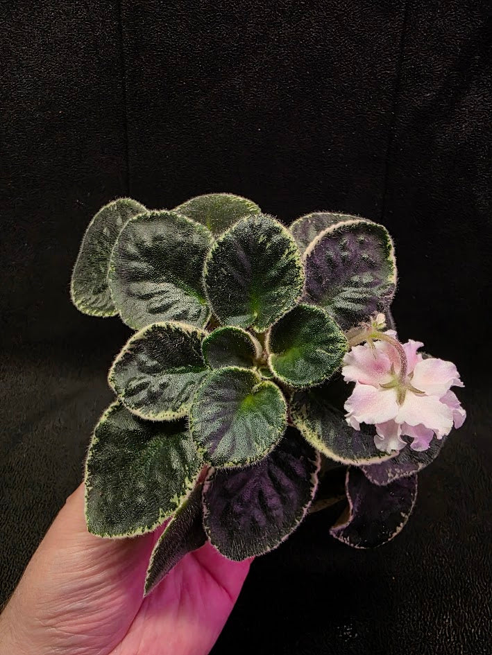 African Violet CM Rozivaya Akvarel Pink Watercolor #07