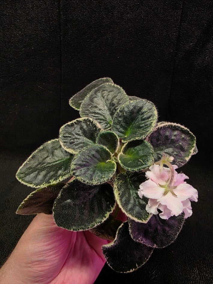 African Violet CM Rozivaya Akvarel Pink Watercolor #07