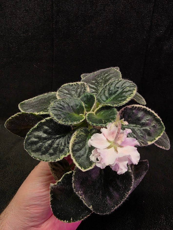 African Violet CM Rozivaya Akvarel Pink Watercolor #07