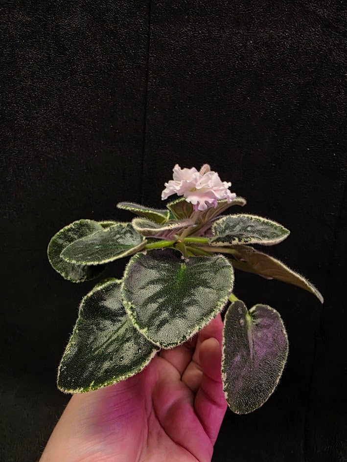 African Violet CM Rozivaya Akvarel Pink Watercolor #07
