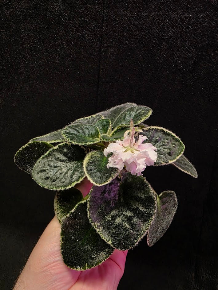 African Violet CM Rozivaya Akvarel Pink Watercolor #07