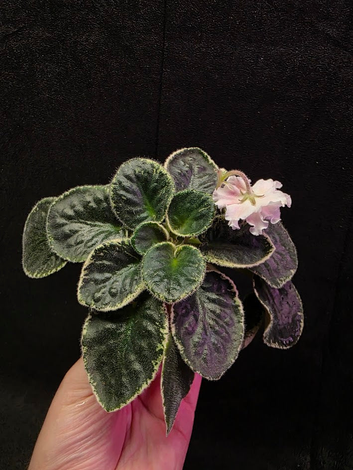 African Violet CM Rozivaya Akvarel Pink Watercolor #07