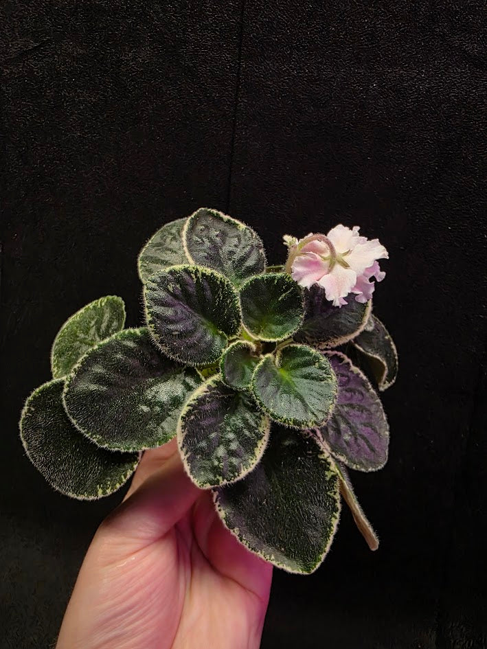African Violet CM Rozivaya Akvarel Pink Watercolor #07