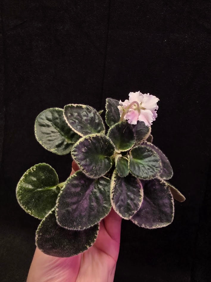African Violet CM Rozivaya Akvarel Pink Watercolor #07