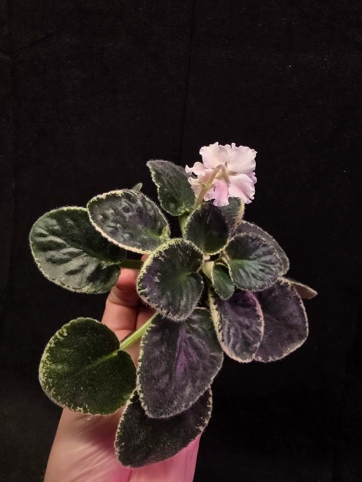 African Violet CM Rozivaya Akvarel Pink Watercolor #07