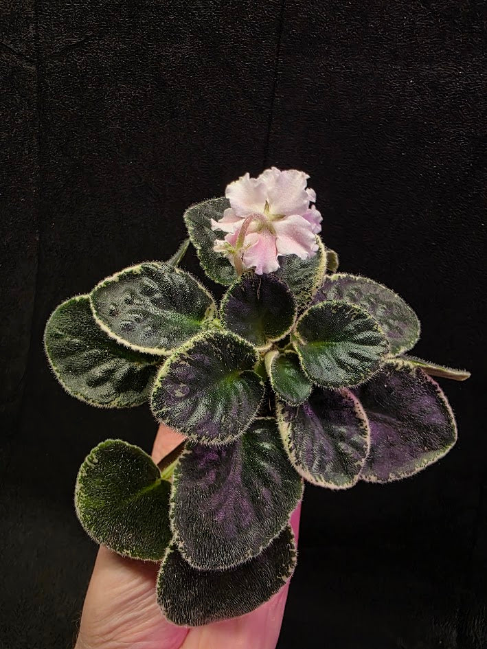 African Violet CM Rozivaya Akvarel Pink Watercolor #07