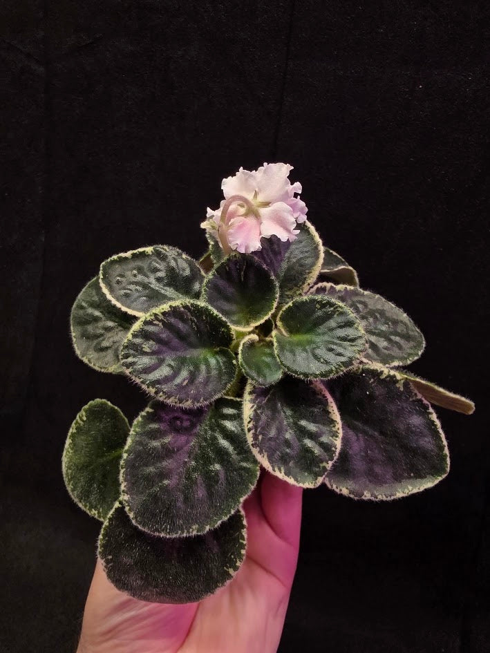 African Violet CM Rozivaya Akvarel Pink Watercolor #07