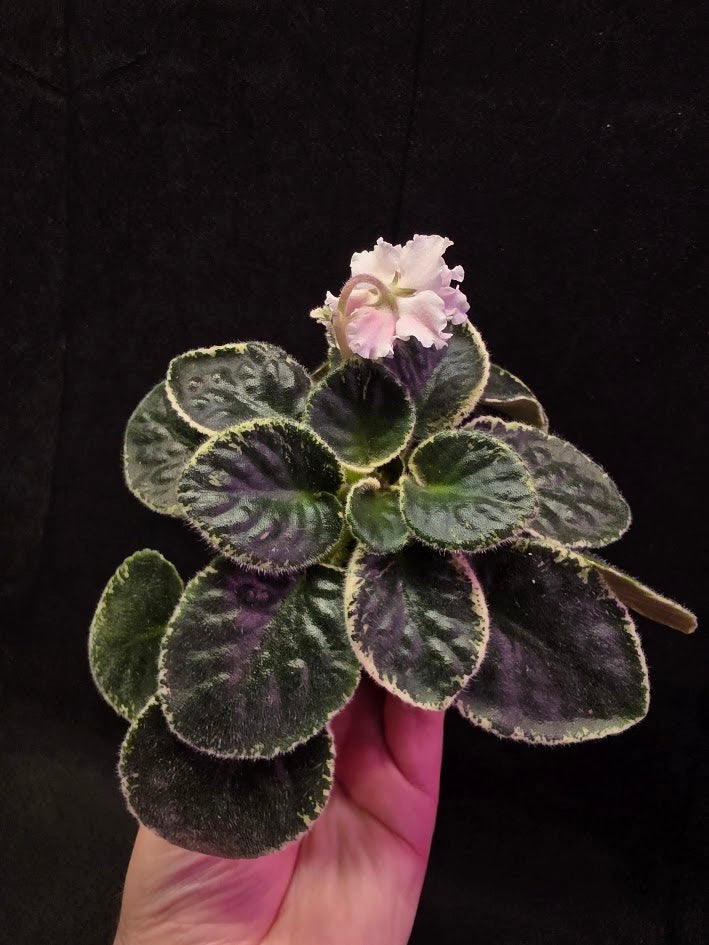 African Violet CM Rozivaya Akvarel Pink Watercolor #07