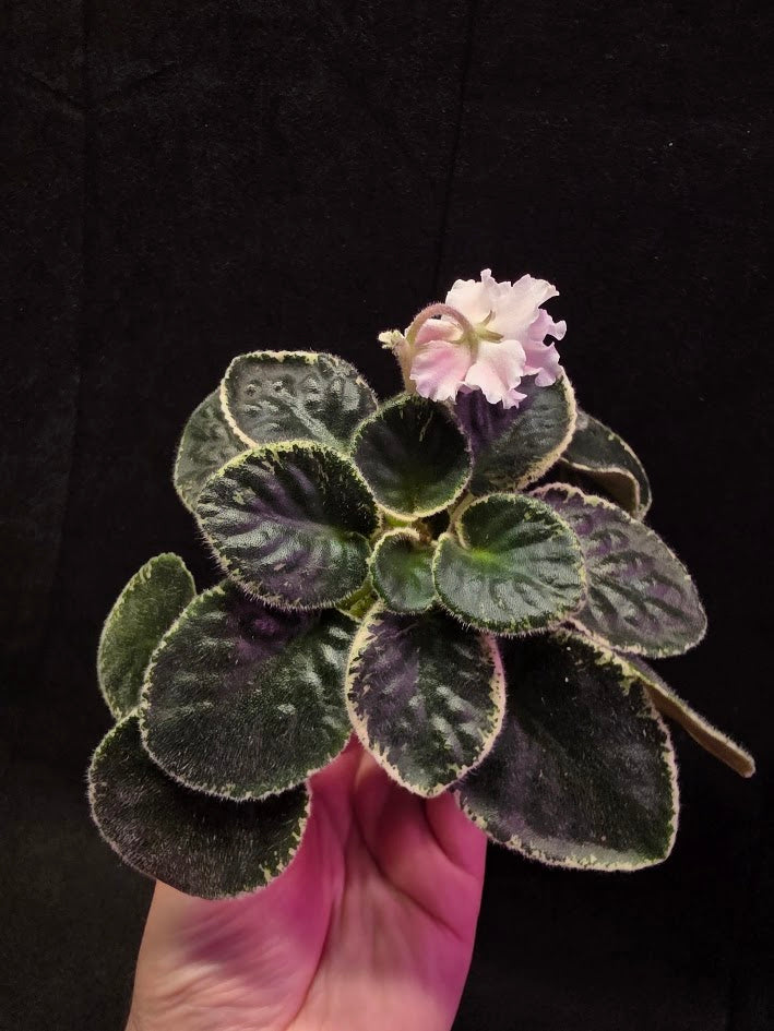 African Violet CM Rozivaya Akvarel Pink Watercolor #07