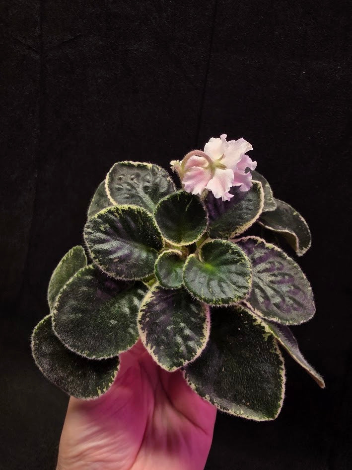 African Violet CM Rozivaya Akvarel Pink Watercolor #07