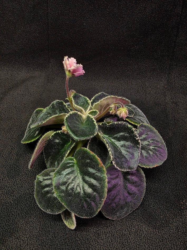 African Violet CM Rozivaya Akvarel Pink Watercolor 