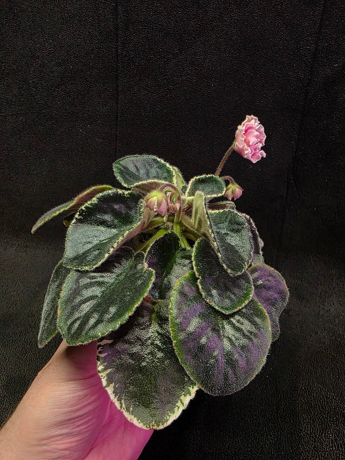 African Violet CM Rozivaya Akvarel Pink Watercolor 