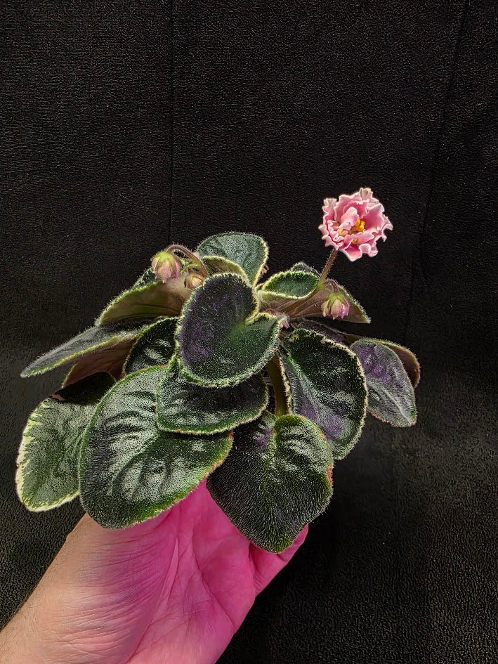 African Violet CM Rozivaya Akvarel Pink Watercolor 