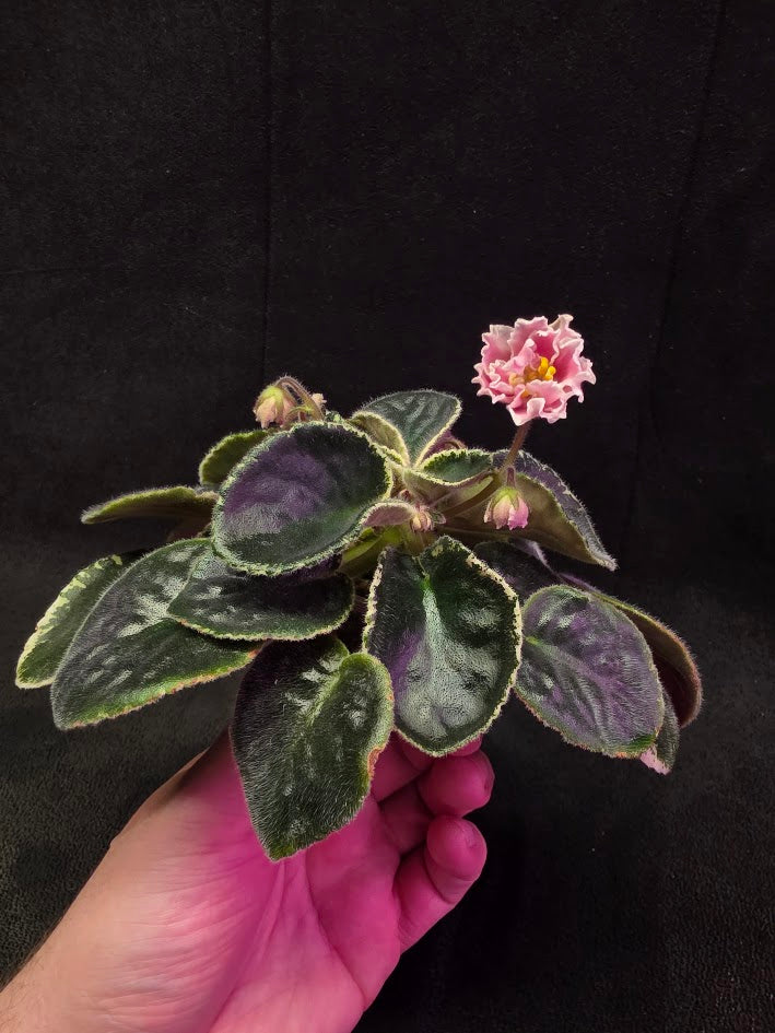 African Violet CM Rozivaya Akvarel Pink Watercolor 