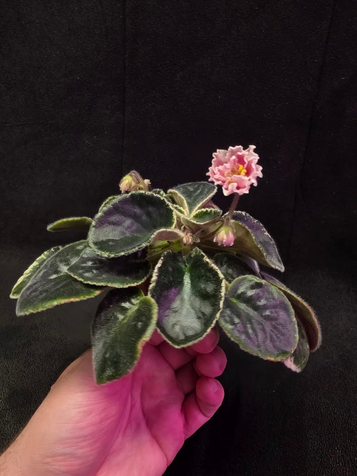 African Violet CM Rozivaya Akvarel Pink Watercolor 