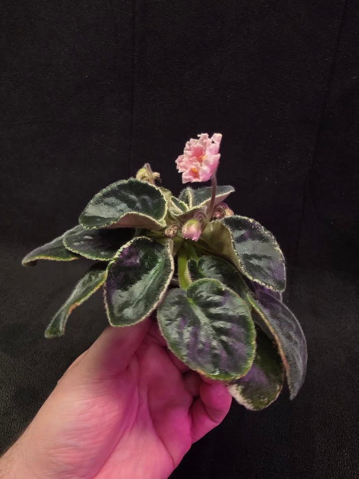 African Violet CM Rozivaya Akvarel Pink Watercolor 