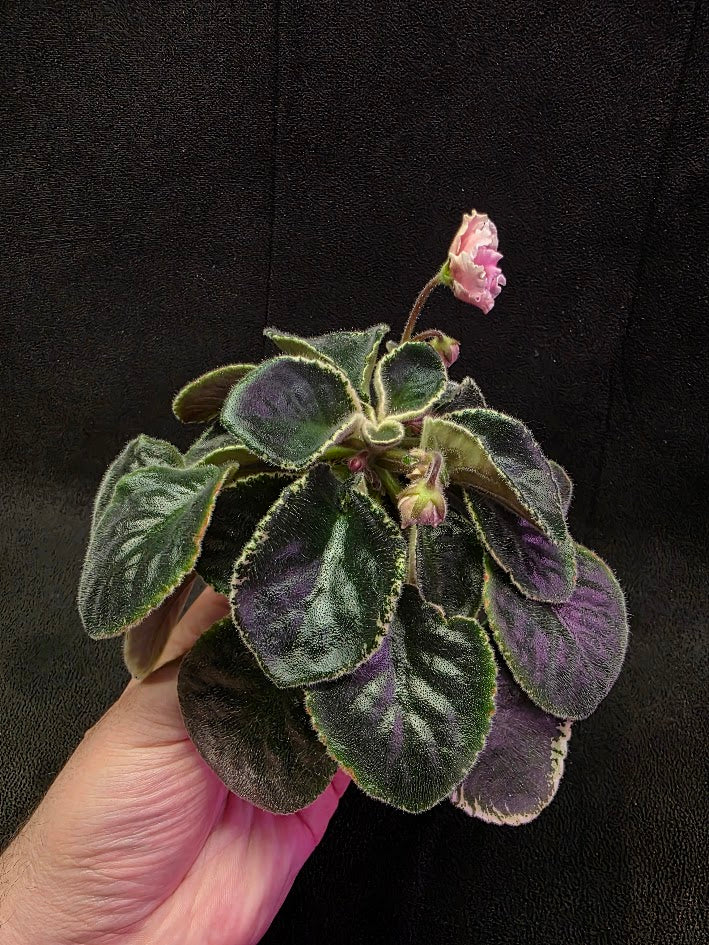 African Violet CM Rozivaya Akvarel Pink Watercolor 