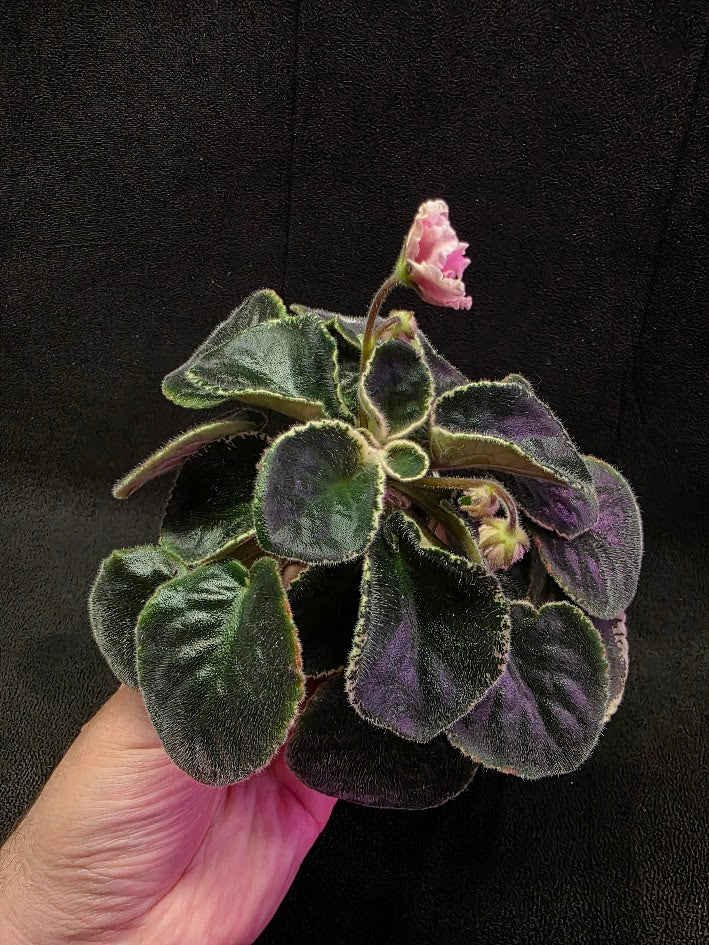 African Violet CM Rozivaya Akvarel Pink Watercolor 