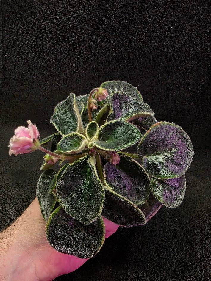 African Violet CM Rozivaya Akvarel Pink Watercolor 