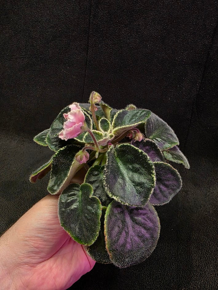 African Violet CM Rozivaya Akvarel Pink Watercolor 