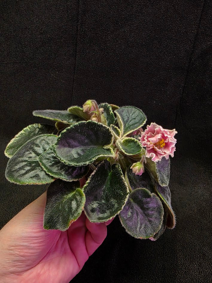 African Violet CM Rozivaya Akvarel Pink Watercolor 