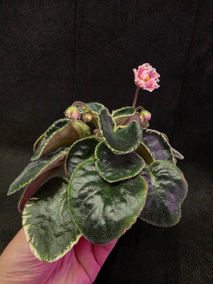 African Violet CM Rozivaya Akvarel Pink Watercolor 