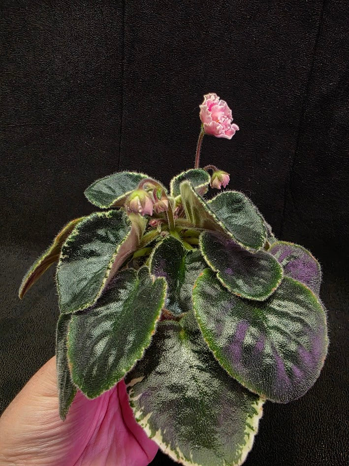 African Violet CM Rozivaya Akvarel Pink Watercolor 