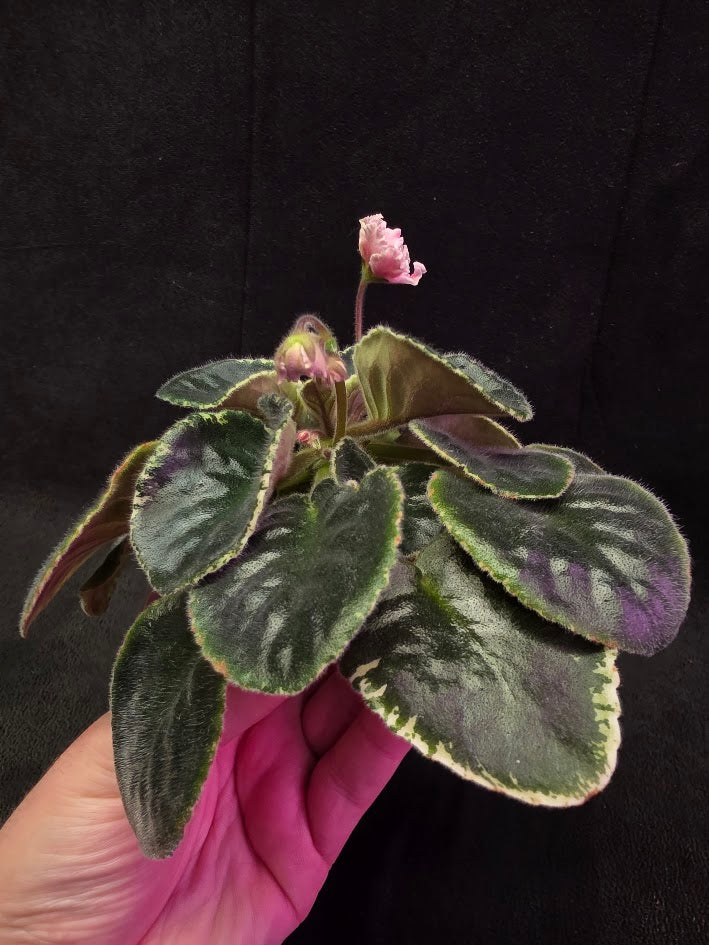 African Violet CM Rozivaya Akvarel Pink Watercolor 