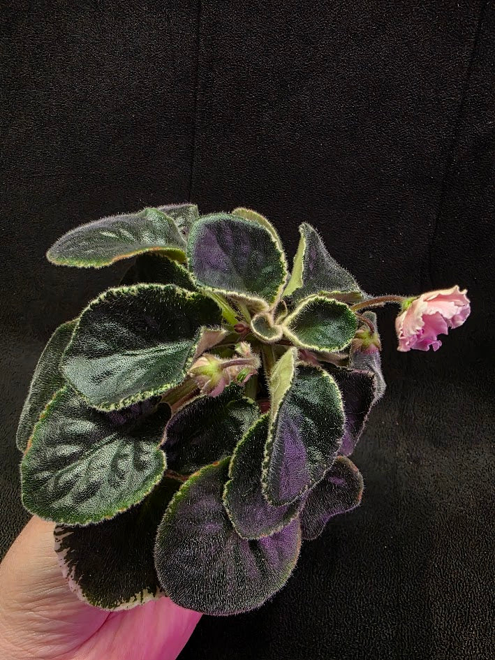 African Violet CM Rozivaya Akvarel Pink Watercolor 