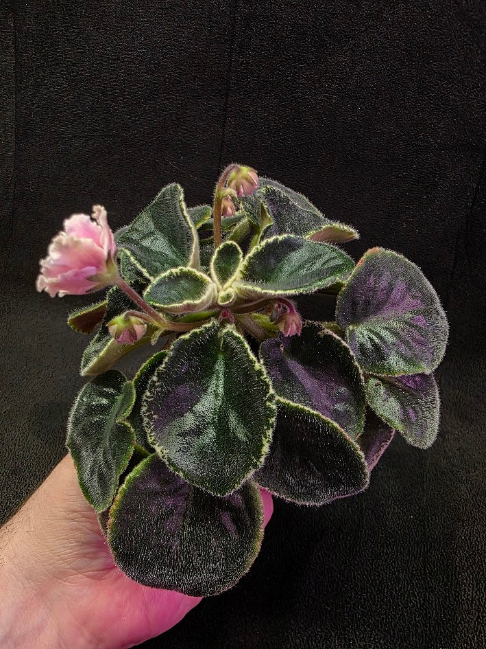 African Violet CM Rozivaya Akvarel Pink Watercolor 