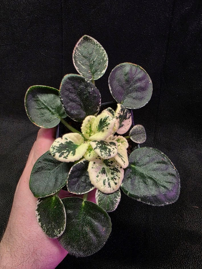 African Violet Variegated NK Vesniany Nastriy 