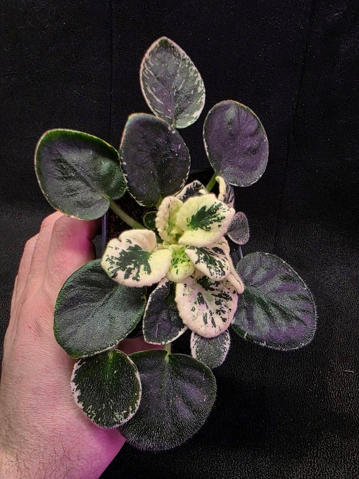 African Violet Variegated NK Vesniany Nastriy 