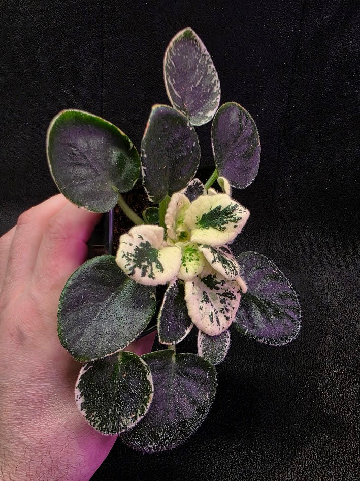 African Violet Variegated NK Vesniany Nastriy 